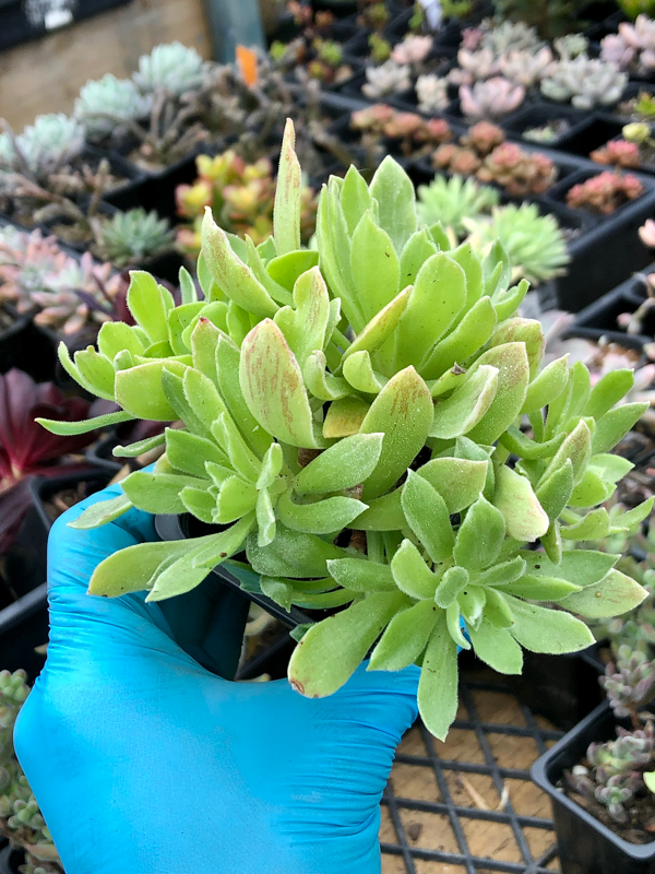 Aeonium 'Ballerina' | T-Ko Succulents