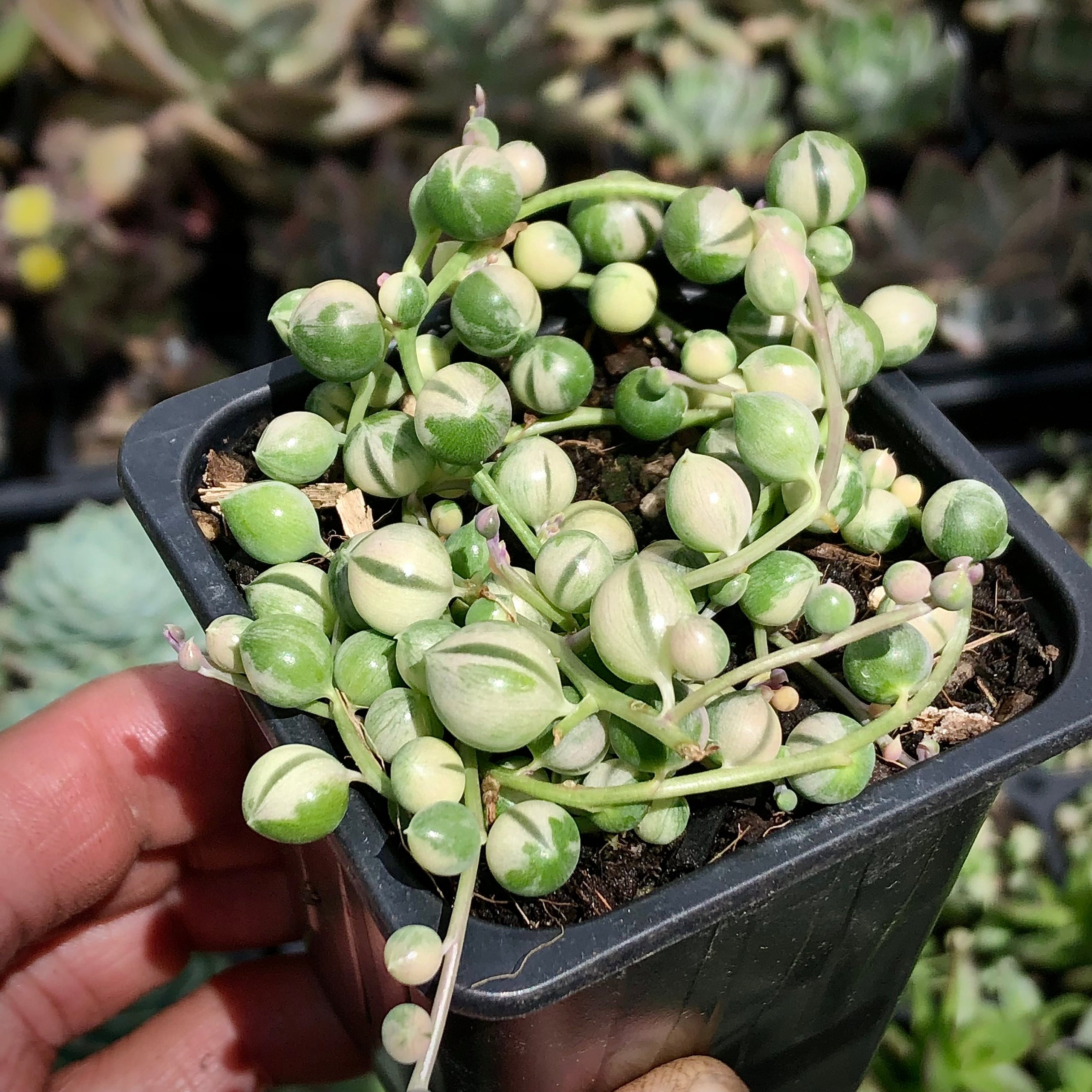 Senecio Rowleyanus Variegata String Of Pearls T Ko Succulents